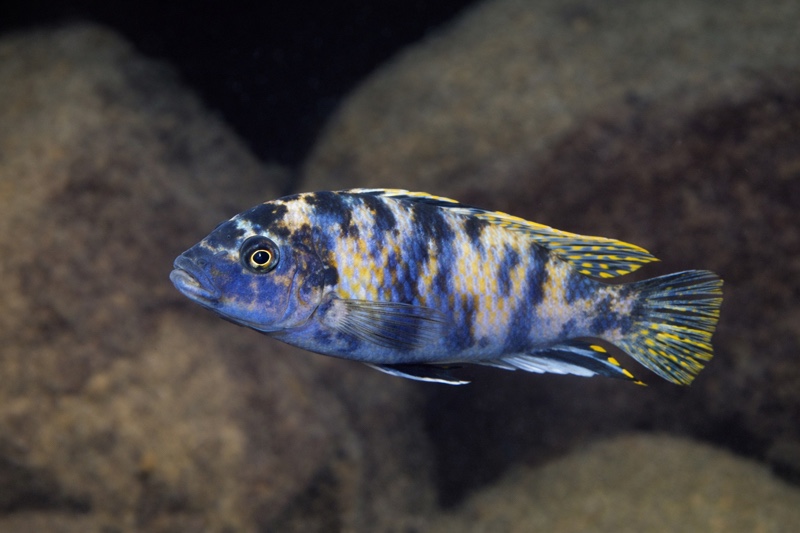 Maylandia xanstomachus 'Maleri Island'